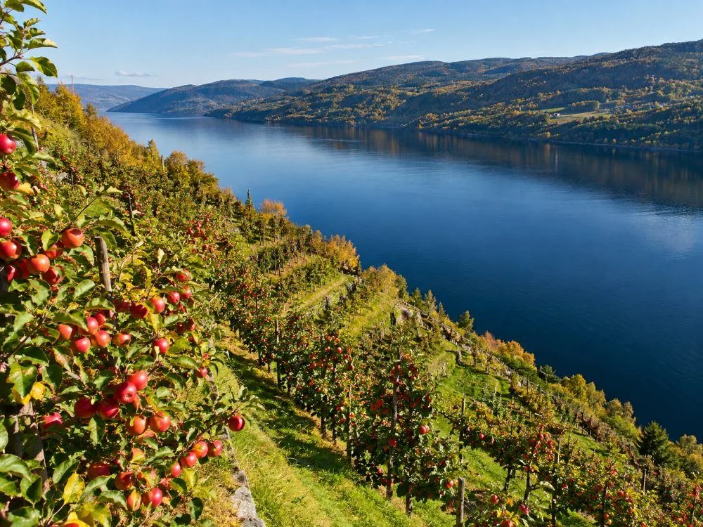 Apple trees on a steep terraced orchard slope in Hardanger, the rows of red fruit dropping straight down to the fjord water with low forested ridges on the far side.